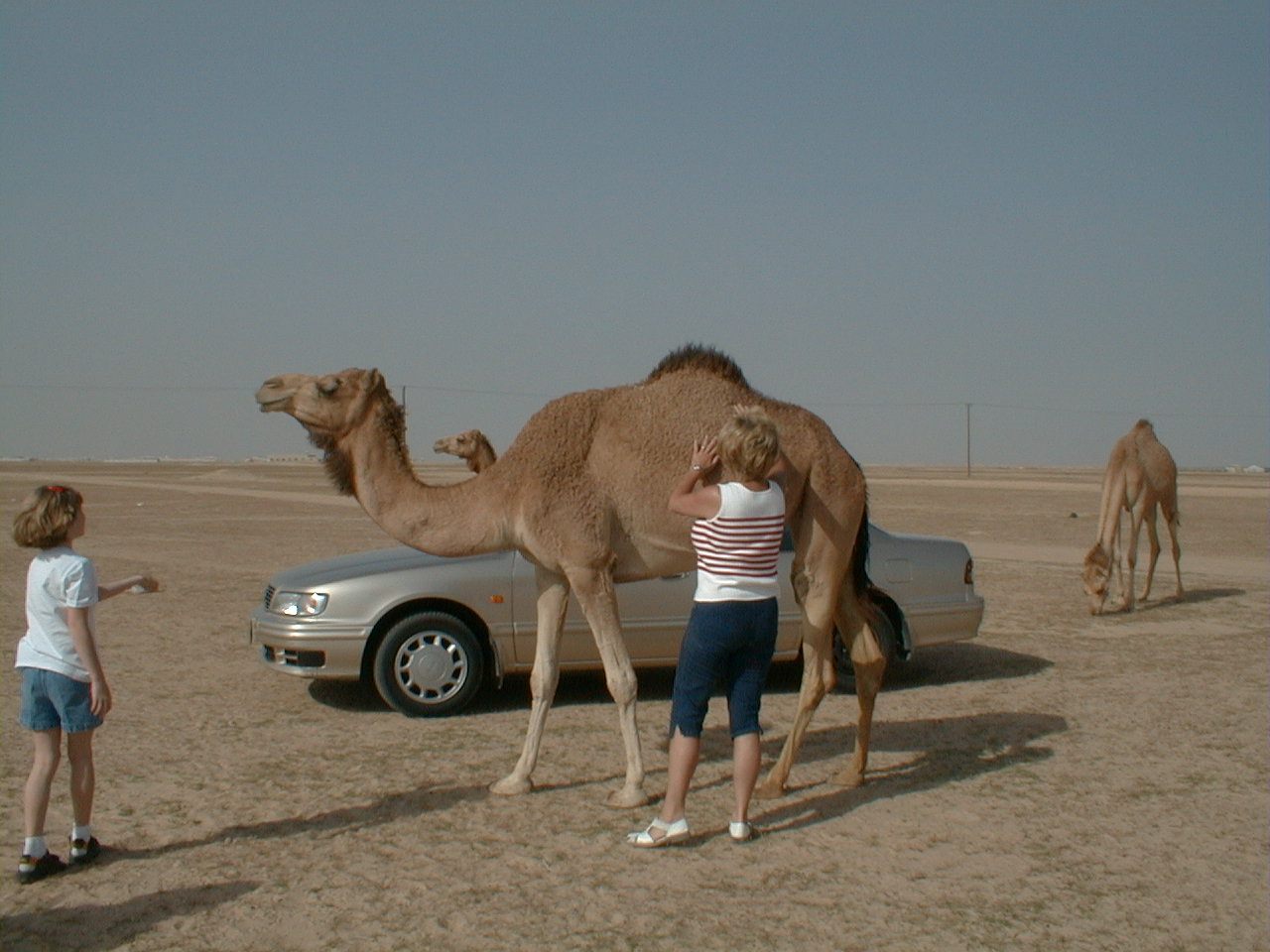 Camels by the road