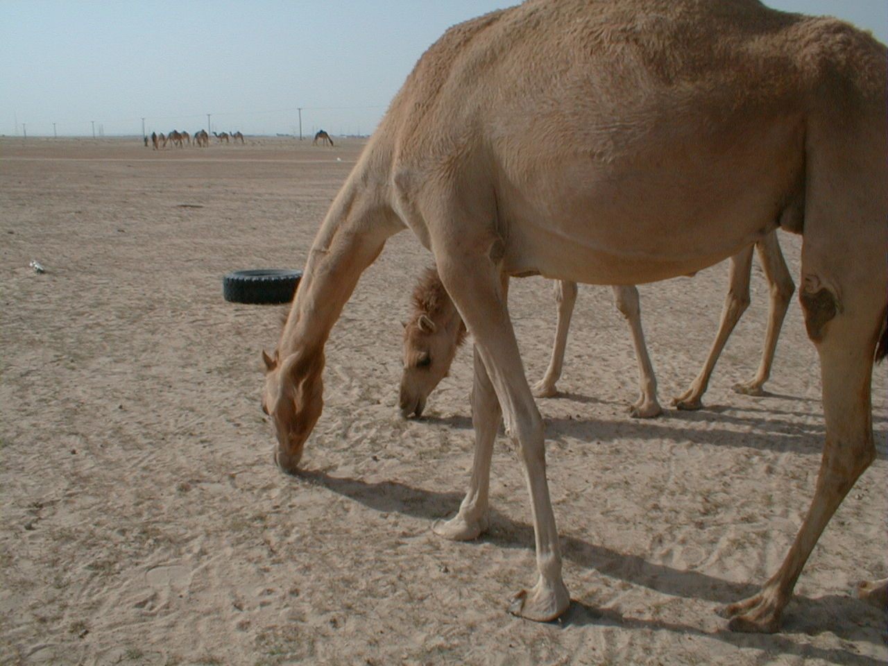 Grazing