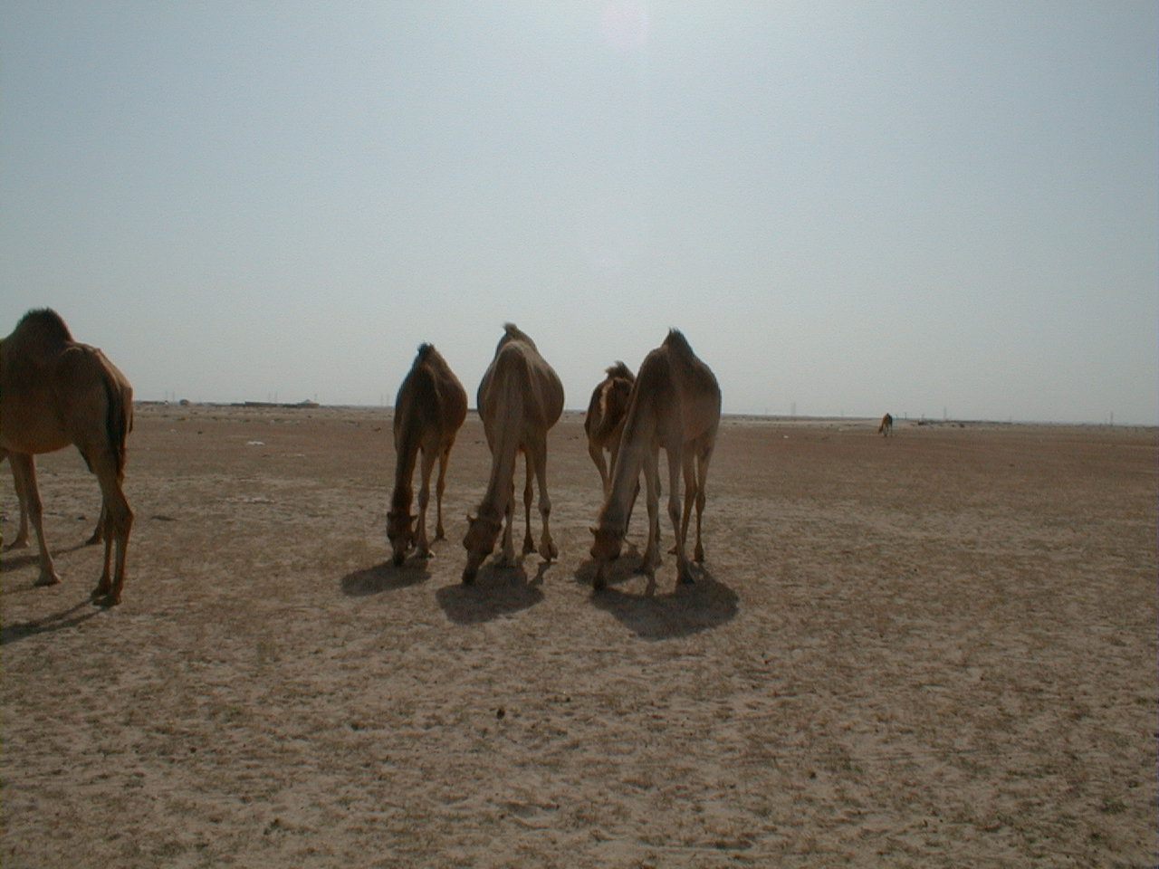 A camel herd