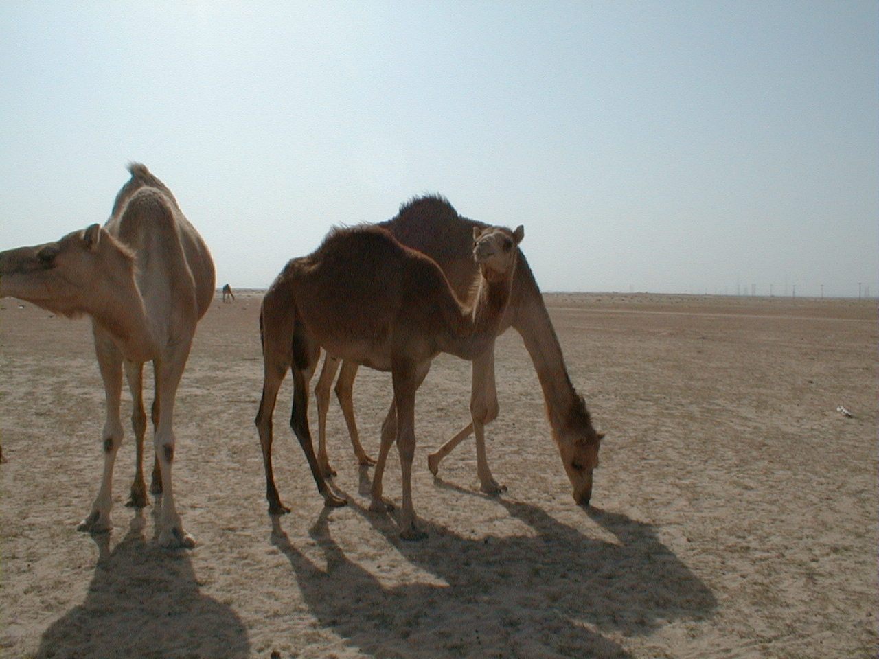 Camels in the desert