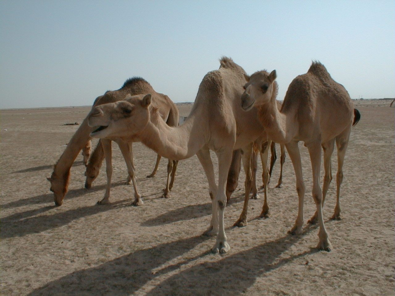 Desert camels