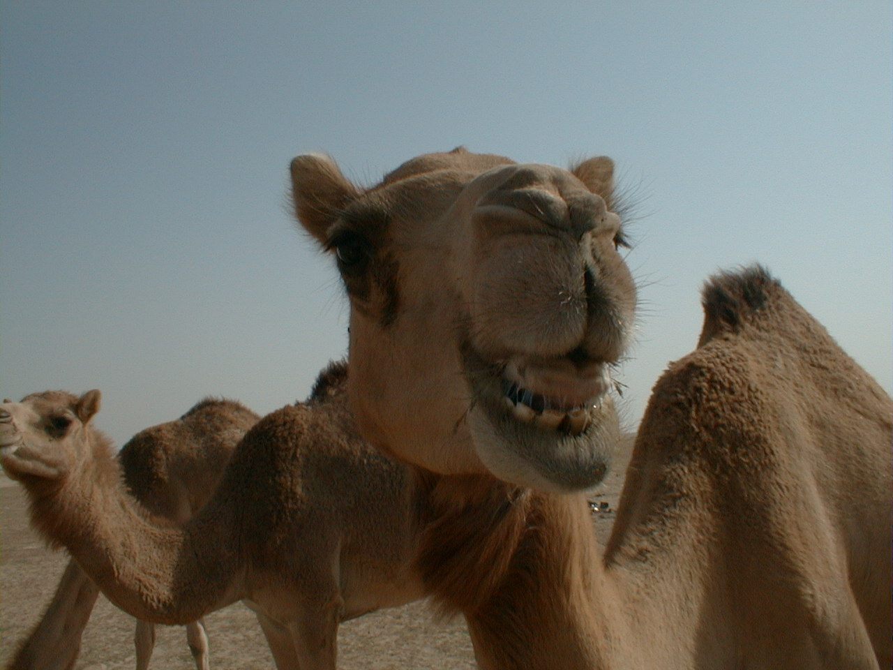 A camel