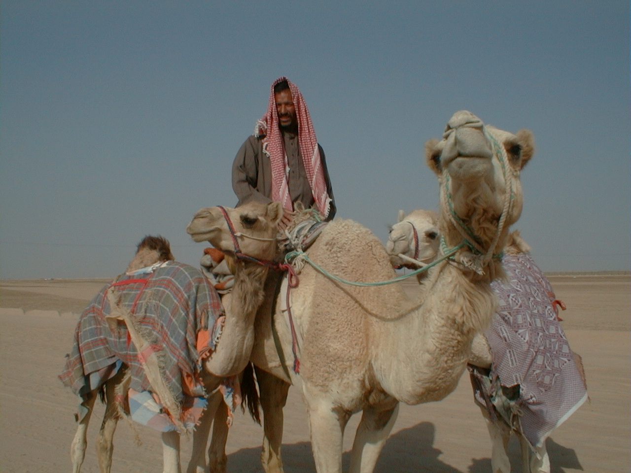Camel and rider