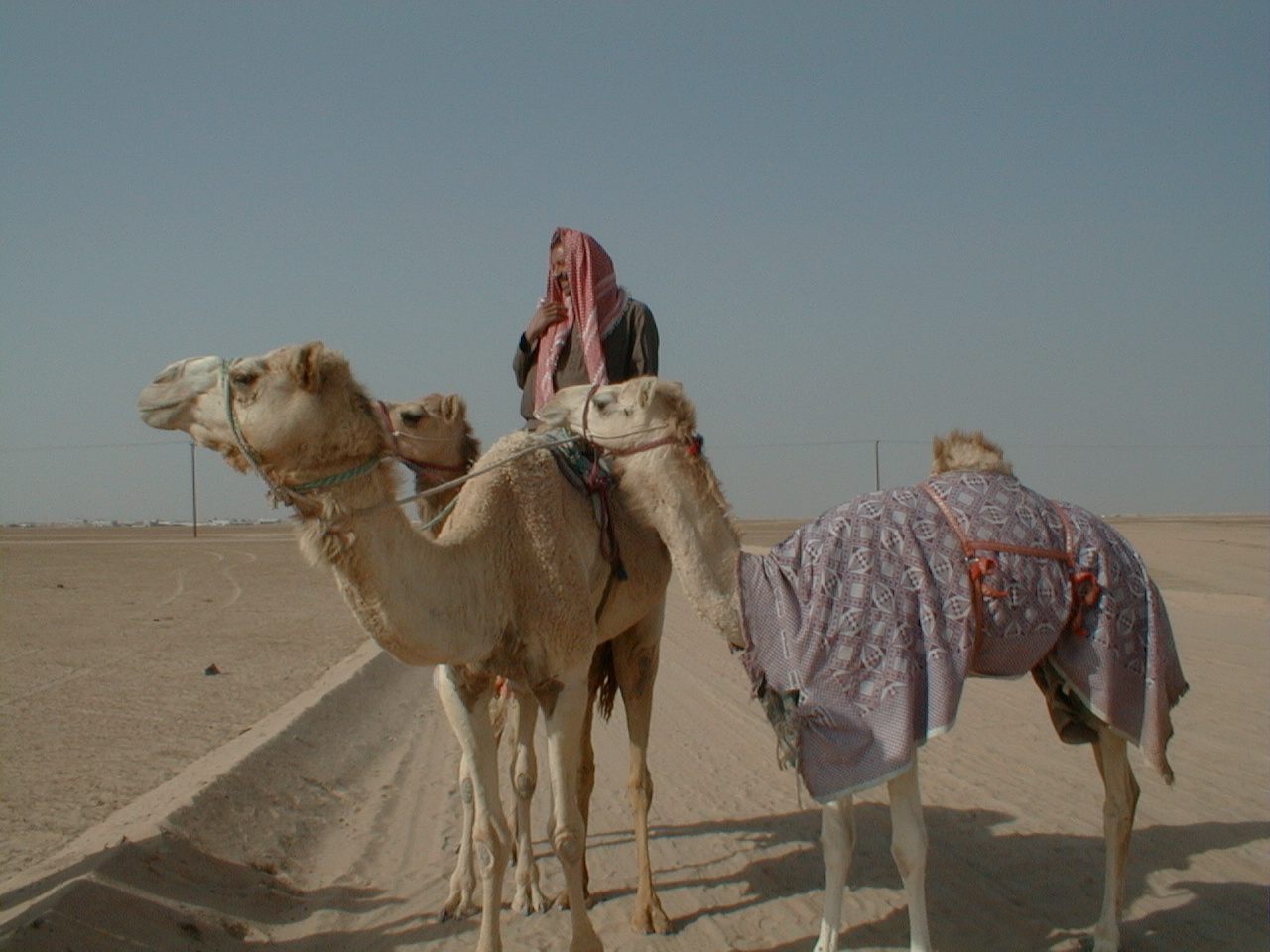 Camel and rider