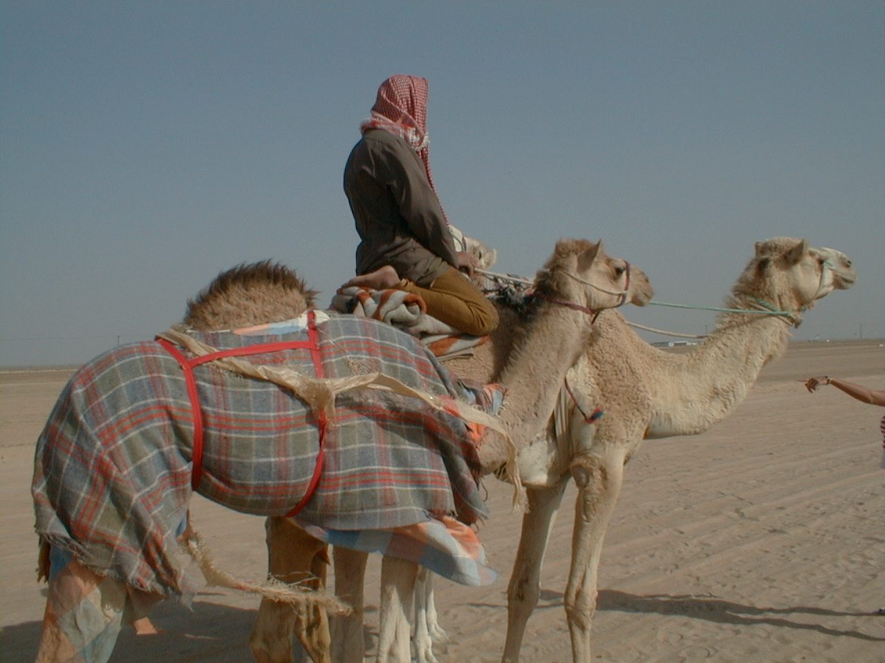 Camel and rider